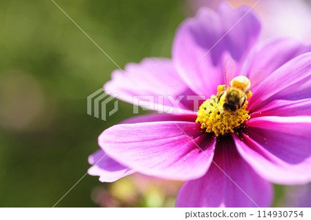 I saw a cosmos field someday I saw a cosmos field someday 114930754