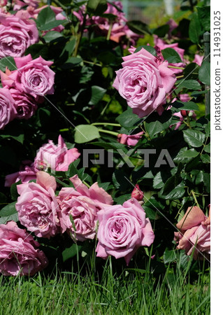 Rose in full bloom "Blue Perfume" 114931025