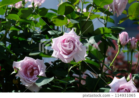 Purple Rose "Blue Moon" Purple Rose "Blue Moon" 114931065
