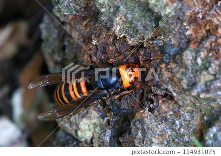 Busy Queen Bee Busy Queen Bee 114931075