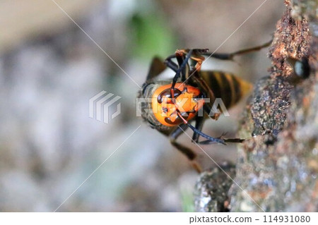 Busy Queen Bee 114931080