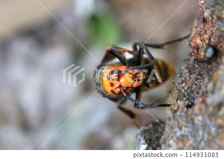Busy Queen Bee Busy Queen Bee 114931083