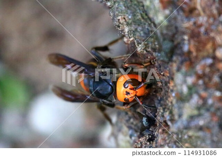 A queen bee busy building a nest for raising her young 114931086