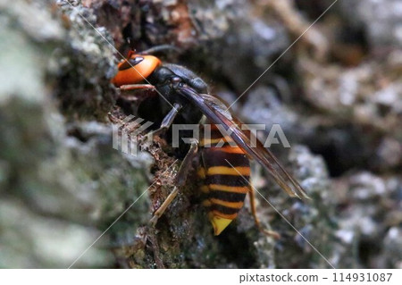 A queen bee busy building a nest for raising her young 114931087