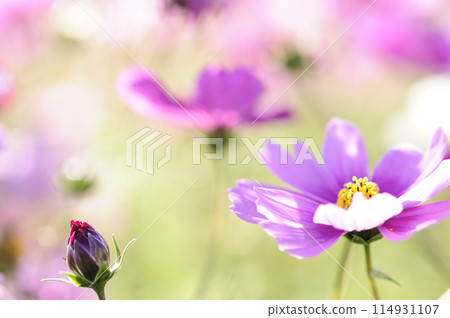 I saw a cosmos field someday I saw a cosmos field someday 114931107