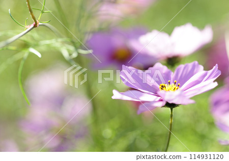 I saw a cosmos field someday 114931120