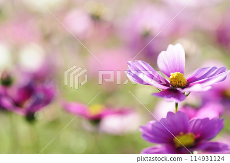 I saw a cosmos field someday 114931124