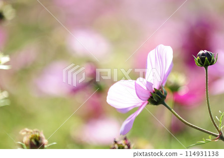 I saw a cosmos field someday I saw a cosmos field someday 114931138