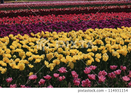 Colorful tulip field 114931154