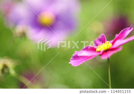 I saw a cosmos field someday 114931155