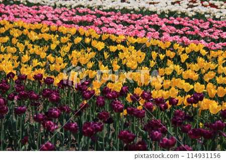 Colorful tulip field Colorful tulip field 114931156