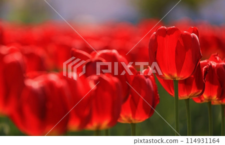 紅色鬱金香 紅色鬱金香 114931164