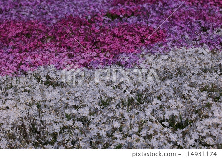 芝櫻遍布 芝櫻遍布 114931174