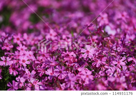 粉紅色的櫻花 114931176