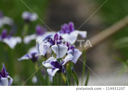 鳶尾花花園裡盛開著紫色鳶尾花 114931207
