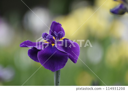 紫色的鳶尾花在紫色的花瓣上綻放 114931208