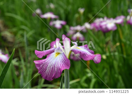 Purple and white iris flowers are blooming in the iris garden 114931225