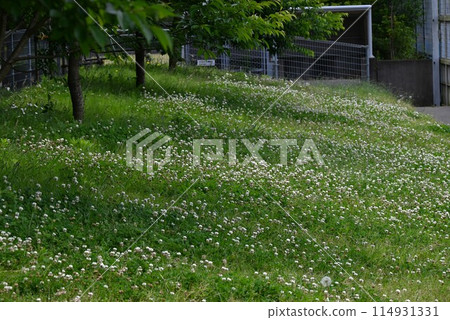 White clover 114931331