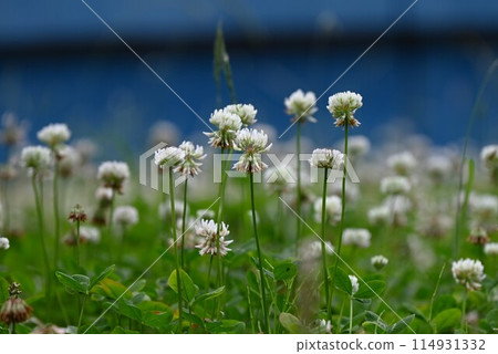 White clover 114931332