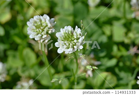 White clover 114931333