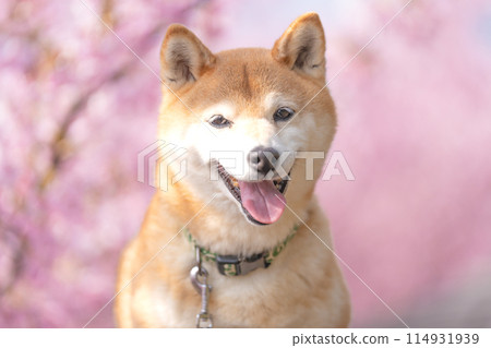 柴犬與河津櫻花的背景。 柴犬與河津櫻花的背景。 114931939