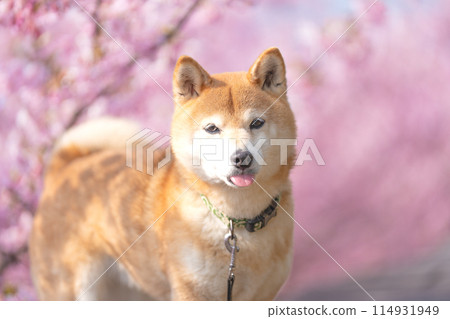 柴犬與河津櫻花的背景。 柴犬與河津櫻花的背景。 114931949
