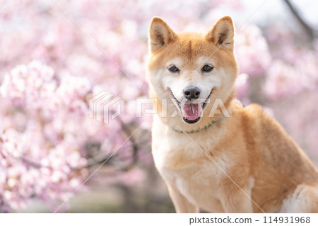 Shiba Inu with Kawazu cherry blossoms in the background, Cherry blossoms and Shiba Inu, Cute Shiba Inu, Shiba Inu Akane 114931968