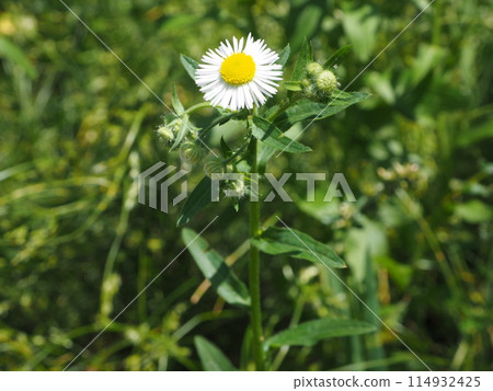 Weed series_Elephant Weed series_Elephant 114932425