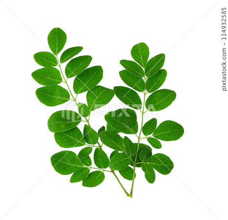 Moringa leaves isolated on white background Moringa leaves isolated on white background 114932585