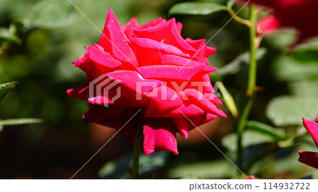 克莉奧佩特拉的紅玫瑰 114932722