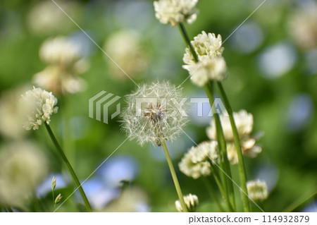 蒲公英絨毛和白三葉草 蒲公英絨毛和白三葉草 114932879