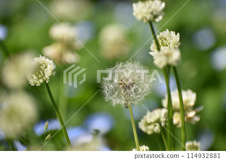 蒲公英絨毛和白三葉草 蒲公英絨毛和白三葉草 114932881