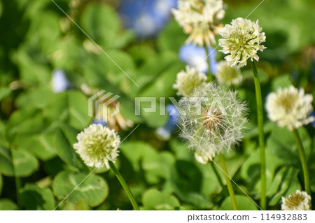 蒲公英絨毛和白三葉草 蒲公英絨毛和白三葉草 114932883