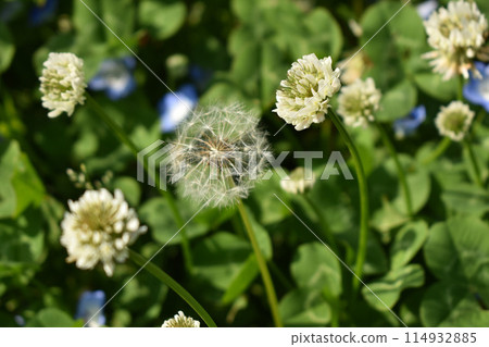 蒲公英絨毛和白三葉草 蒲公英絨毛和白三葉草 114932885