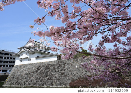 駿府城公園內的金櫓和染井吉野櫻 駿府城公園內的金櫓和染井吉野櫻 114932999