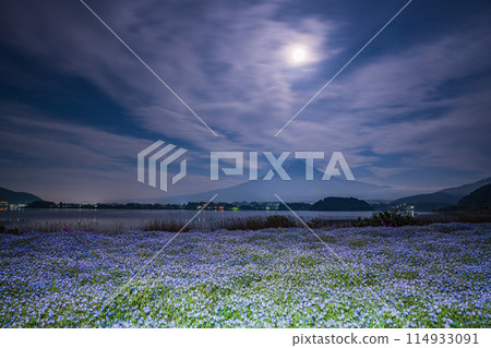 （山梨縣）月夜的大石公園，穿過Nemophila的富士山 114933091