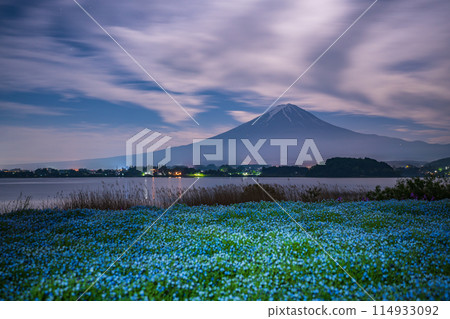 （山梨縣）月夜的大石公園，穿過Nemophila的富士山 114933092