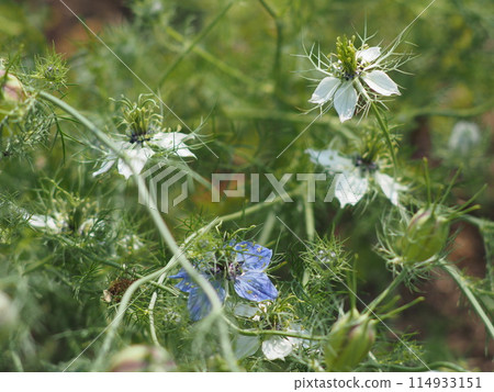 Nigella 114933151