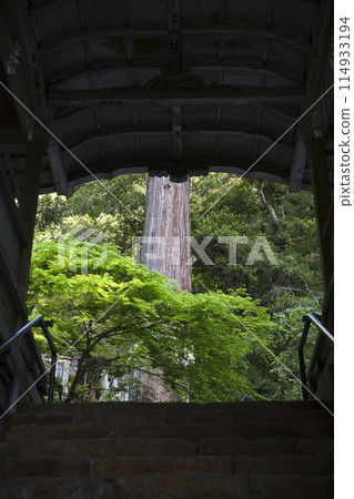 Yuki Shrine: Fresh greenery and Osugi-san as seen from the worship hall, vertical composition 1 114933194