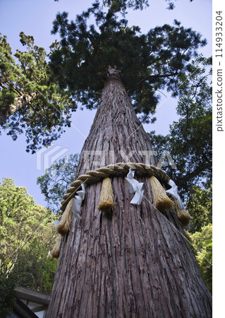 Looking up at Mr. Osugi Vertical composition 1 114933204