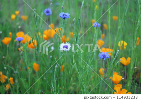 矢車菊和黃色的花朵在春天的田野裡綻放 114933238