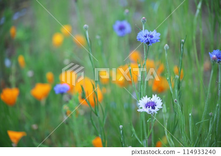 矢車菊和黃色的花朵 114933240
