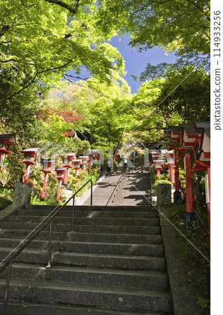 Kurama Temple: Dazzling new greenery on the approach to the temple, vertical composition 2 Kurama Temple: Dazzling new greenery on the approach to the temple, vertical composition 2 114933256