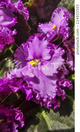 Homemade violets of different colors standing on the windowsill. Flower breeding Homemade violets of different colors standing on the windowsill. Flower breeding 114933505