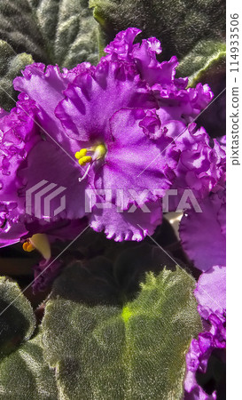 Homemade violets of different colors standing on the windowsill. Flower breeding Homemade violets of different colors standing on the windowsill. Flower breeding 114933506