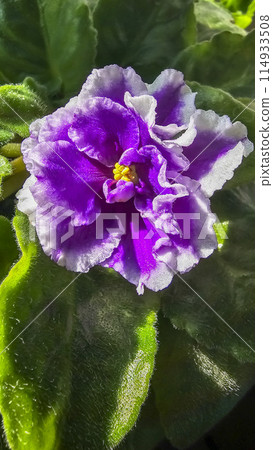 Homemade violets of different colors standing on the windowsill. Flower breeding Homemade violets of different colors standing on the windowsill. Flower breeding 114933508
