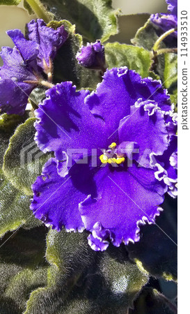 Homemade violets of different colors standing on the windowsill. Flower breeding Homemade violets of different colors standing on the windowsill. Flower breeding 114933510