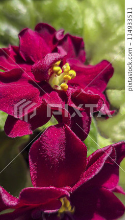 Homemade violets of different colors standing on the windowsill. Flower breeding Homemade violets of different colors standing on the windowsill. Flower breeding 114933511