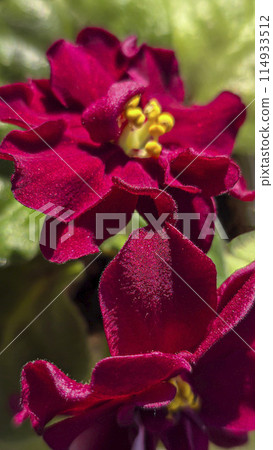 Homemade violets of different colors standing on the windowsill. Flower breeding Homemade violets of different colors standing on the windowsill. Flower breeding 114933512