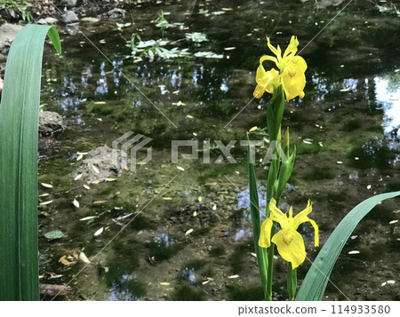 Yellow irises blooming by the water Yellow irises blooming by the water 114933580